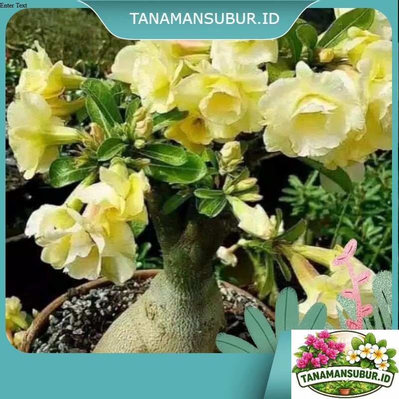 Adenium Kamboja Jepang Bunga Tumpuk Kuning