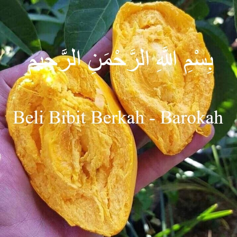 Bibit Sawo Mentega / Alkesa Hasil Cangkok