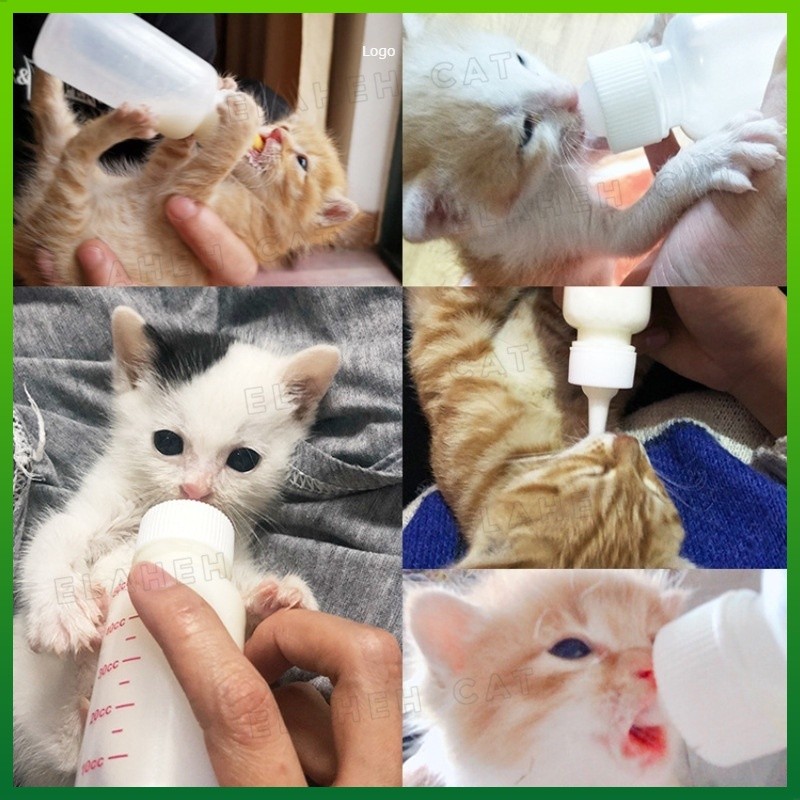Dot Susu Kucing Botol Susu Kucing Baru Lahir Dot Susu Anjing