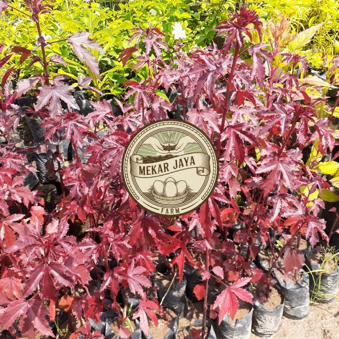 Bibit Unggul Pilihan Berkualitas Tanaman Hias Red Maple/ Red Panama, Bahan Bonsai Red Maple/ Panama 