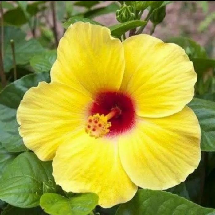 Tanaman Hias Pohon Kembang Sepatu Bunga kuning / Kembang Sepatu