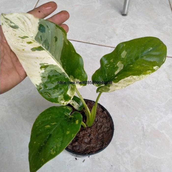 tanaman hias Homalomena varigata