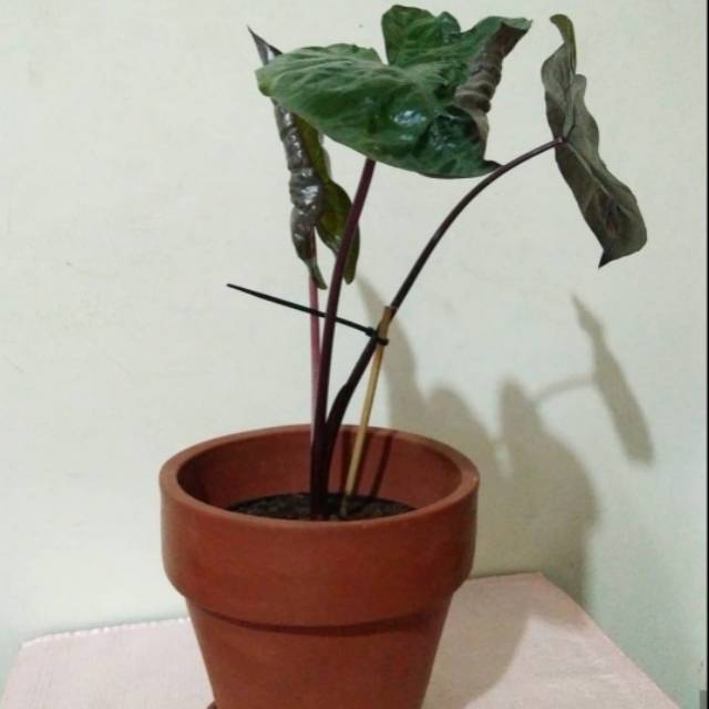 Tananan hias keladi hitam - lompong hitam