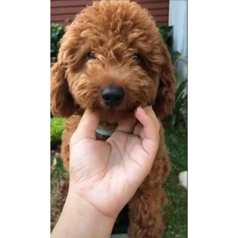Anakan Anjing Red Toy Poodle Jantan