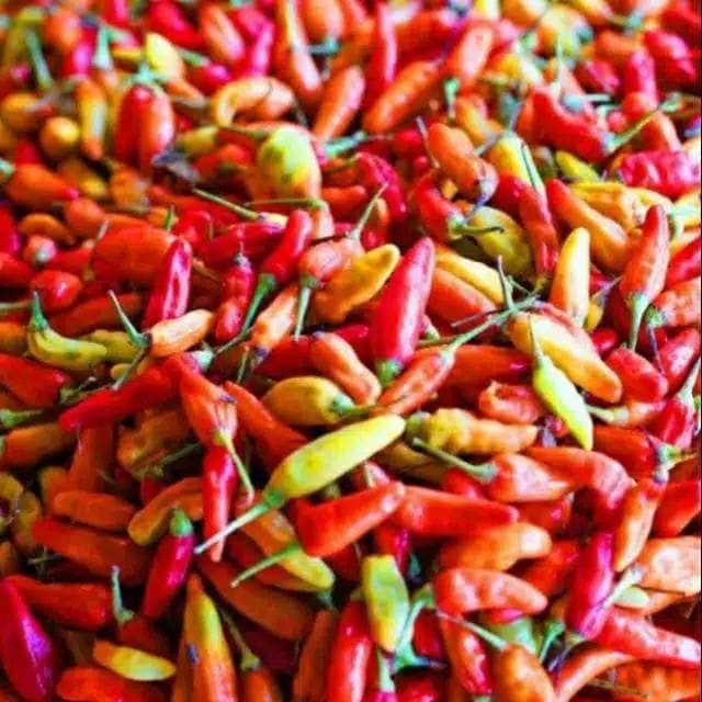Terbaru ReadyBibit Benih Biji Cabe Cabai Rawit Setan Merah Hijau Unggul Keriting Besar Carolina Reap