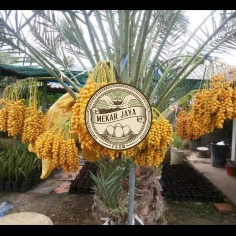 Bibit Unggul Pilihan Berkualitas Bibit Pohon Kurma Tropis Jenis Ajwa / Bibit Buah Kurma Ajwa Asli Me