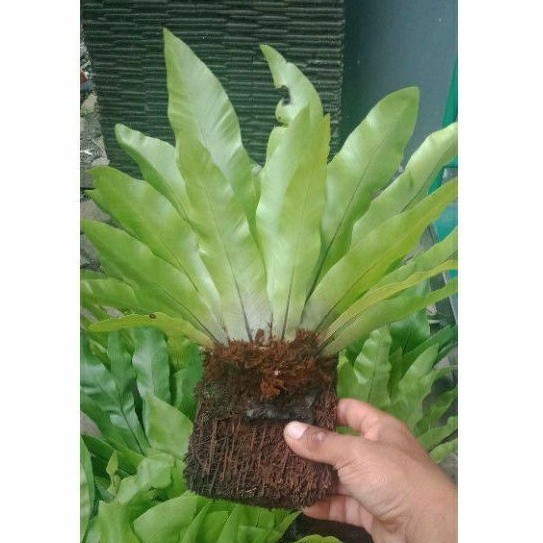 Kadaka + Papan pakis Tanaman Hias Kadaka tempel berkualitas