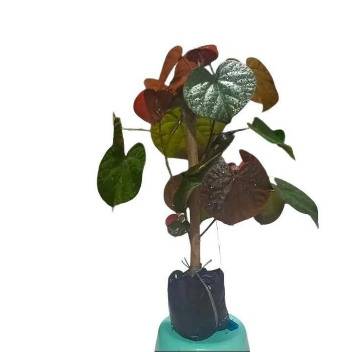 Bibit Bahan Bonsai Waru Merah Tanaman Hias Bakalan Bonsai Murah