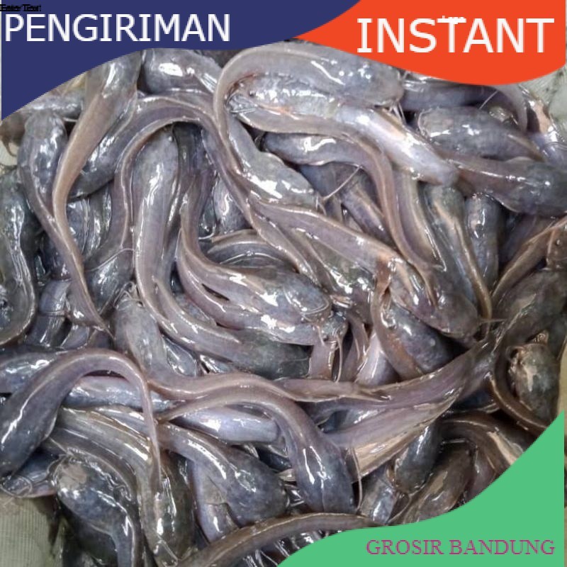 Bibit lele ukuran 12- 13cm per ekor GROSIR BANDUNG GROSIR BANDUNG