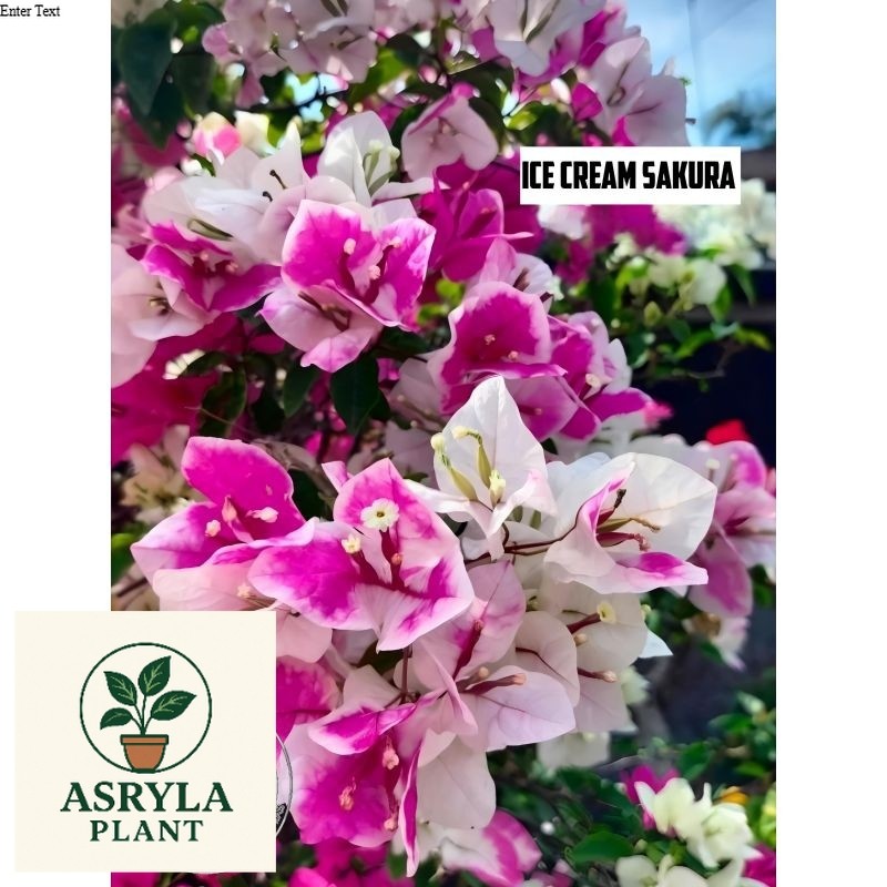 (NEW) Tanaman Hias Bunga Bougenville Ice Cream Sakura - Bougenville Kembang Kertas