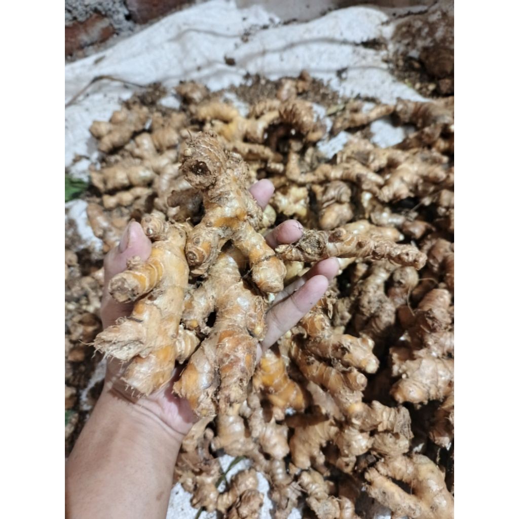 1kg lempuyang emprit segar