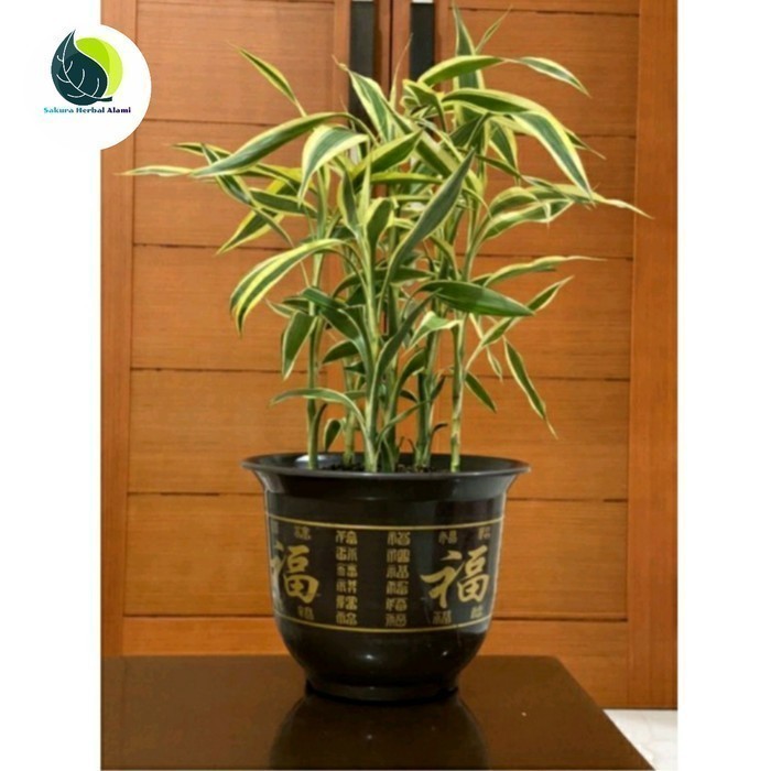 Stek tanaman bambu hoki putih 30cm siap tanam