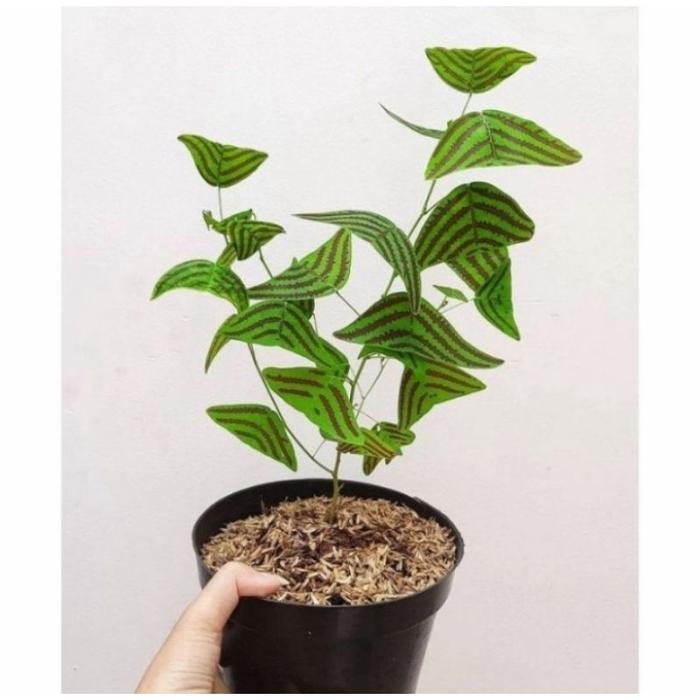 ( BISA COD ) PROMO Bunga Hias Kupu-Kupu Batik Oxalis / Tanaman Hias Kupu Kupu Tanaman Hidup Kupu-Kup