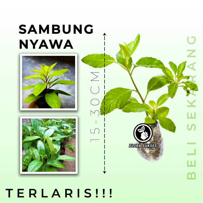 Bibit Tanaman Herbal Sambung Nyawa Tanaman Obat Sambung Nyawa Daun Sambung Nyawa Pohon Sambung Nyawa