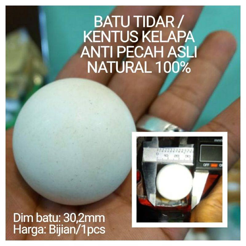 BATU TIDAR /KENTUS KELAPA ANTI PECAH ASLI NATURAL 100%