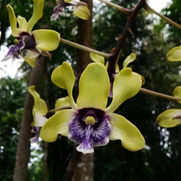 dendrobium violaceoflavens+anggrek besi+anggrek koleksi