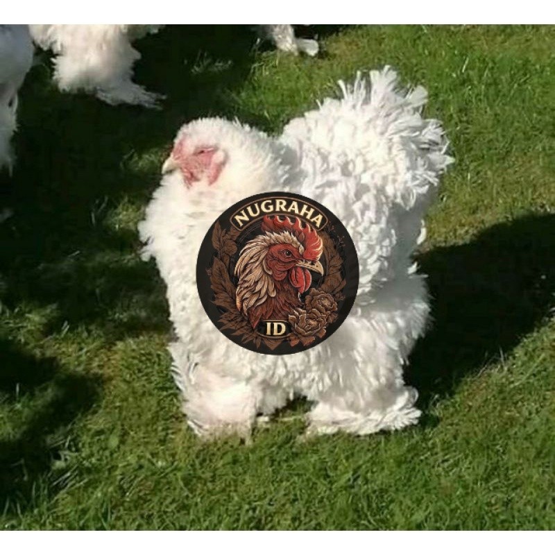 TELUR TETAS AYAM BRAHMA FRIZEL BULU WALIK NUGRAHA ID