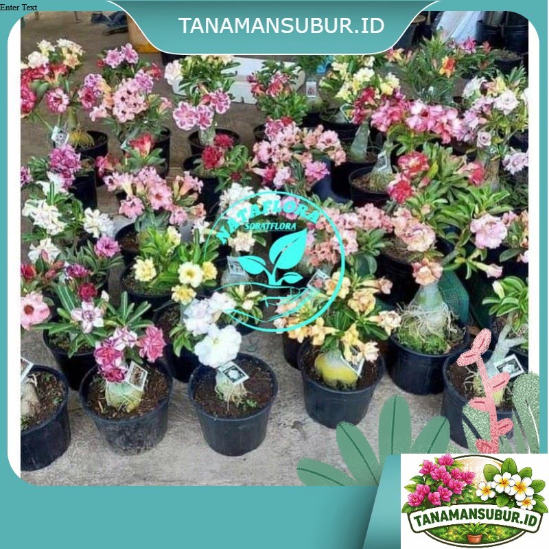 PROMOADENIUM KAMBOJA JEPANG BUNGA TUMPUK GRAFTING