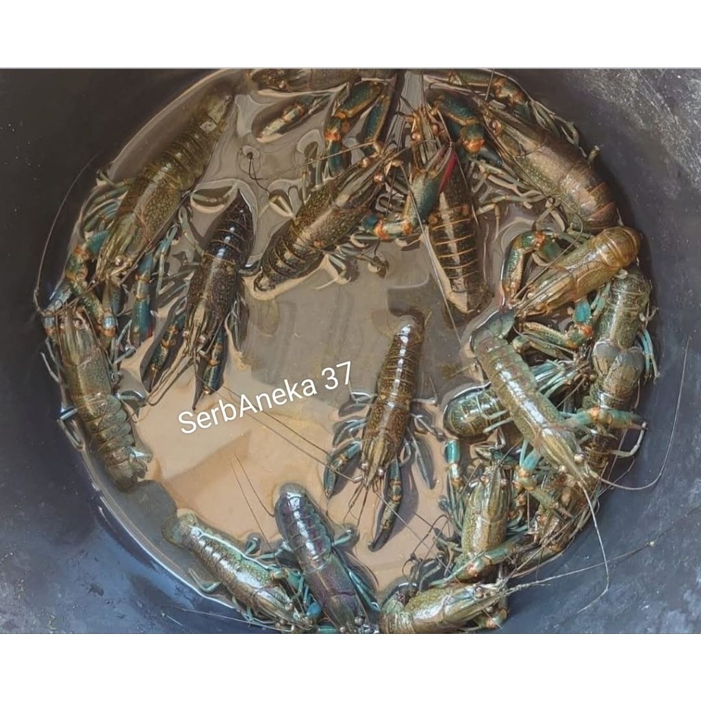 Lobster Air Tawar 3 Inch Indukan Hidup Per Set