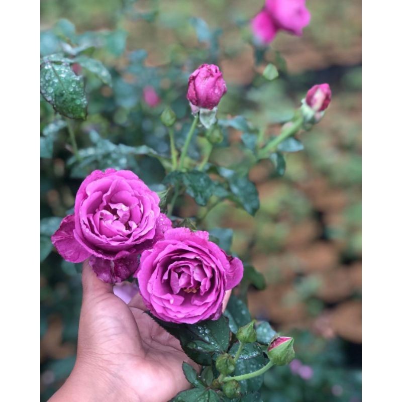 BIBIT TANAMAN HIAS ??? Bibit Tanaman Bunga Mawar Hidup ungu Berbunga wangi - Tanaman mawar holland u