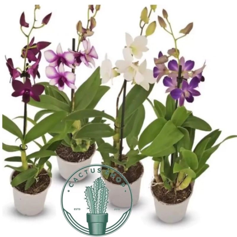 PROMO Anggrek Dendrobium / Tanaman hidup Anggrek dendrobium Bunga Hidup Anggrek dendrobium / Anggrek