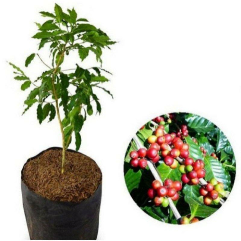 bibit pohon robusta super/bibit pohon kopi/kopi robusta