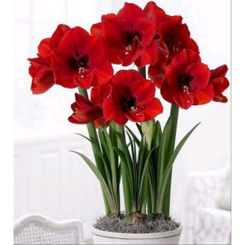 TANAMAN TERAS HIJAU - tanaman hias Bakung amarilyys bunga merah