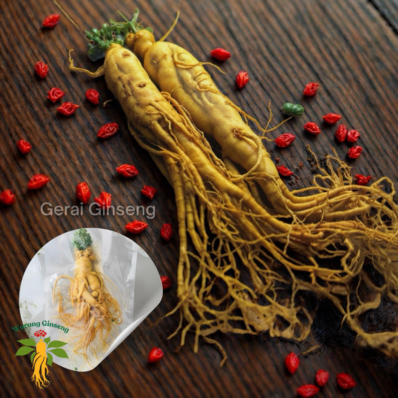 Akar Ginseng Changbai Asli 100gr | Ginseng Rendaman Vakum
