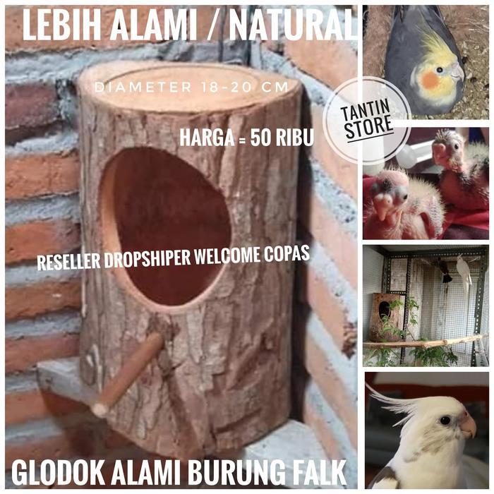 Glodok Alami Burung Falk Batang Pohon