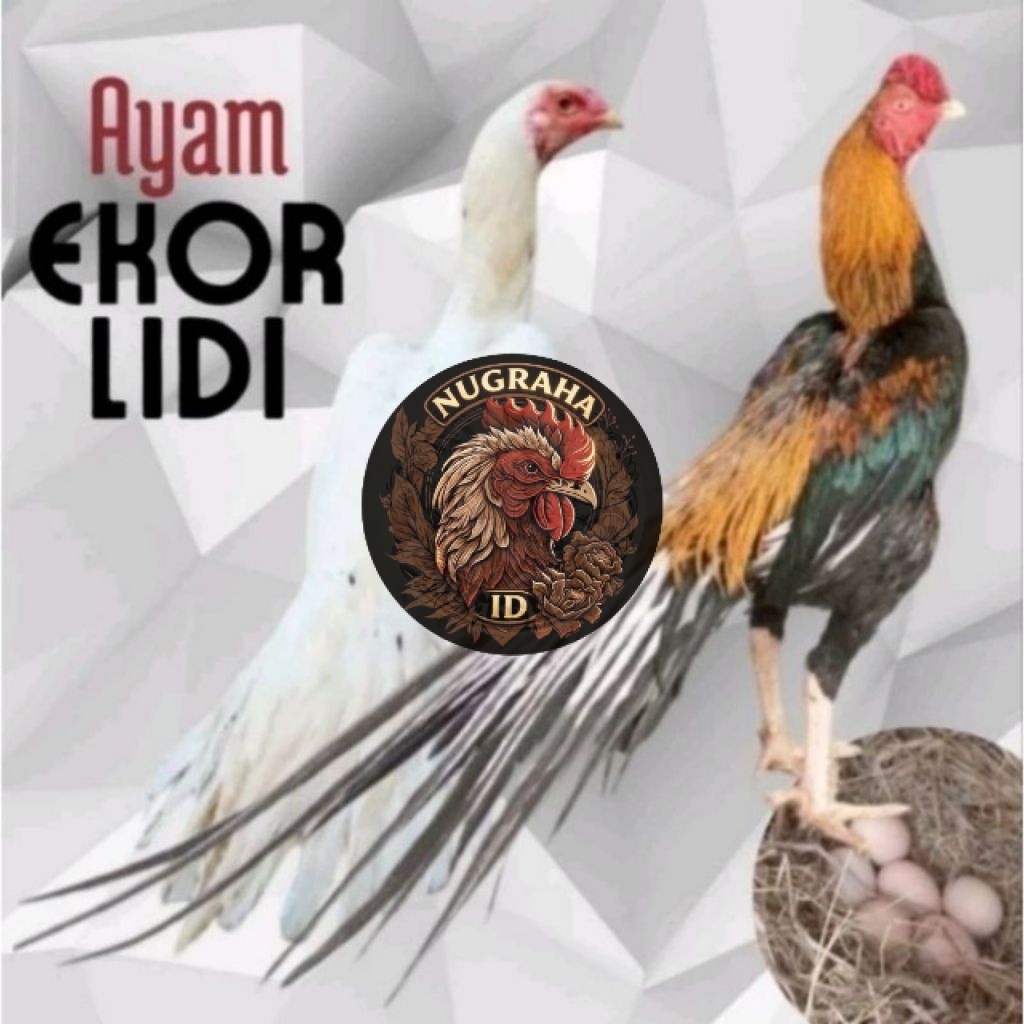 Telur Ayam Bangkok Ekor Lidi Asli Untuk Ditetaskan NUGRAHA ID