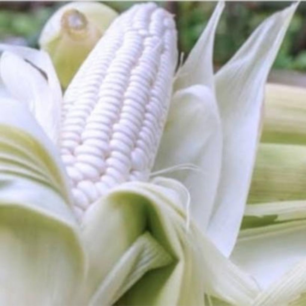 BENIH JAGUNG PUTIH PULUT MANIS MADU KERING 1KG