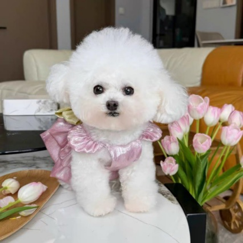 Pakaian anjing peliharaan yang lucu, tali kekang kecil untuk anjing Bichon Frise putri Teddy