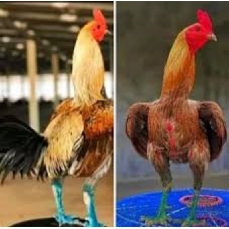 Telur Fertil Telur Tetas Ayam Yokere (ayam petarung) Original Asli Lya_shopp20