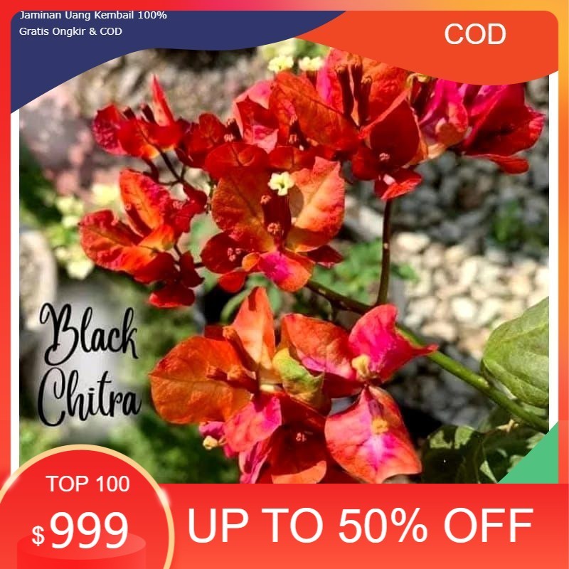 (PROMO) tanaman hias bougenville citra black rose