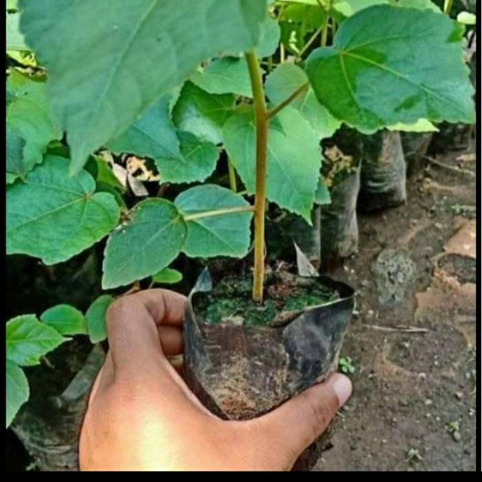 BIBIT POHON BALSA/ BIBIT BALSA 30CM SIAP TANAM/ BIBIT POHON KAYU BALSA Bibit Tanaman Super Unggul CV