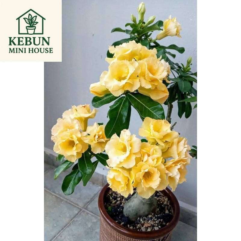 (NEW) tanaman hias adenium-adenium arabicum-bunga kamboja jepang adenium tumpuk hidup bunga kuning