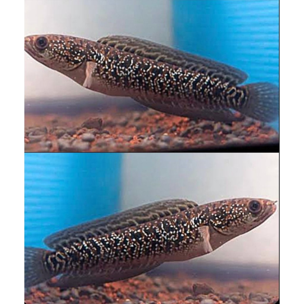Striata Albino Mata Merah(Channa) Garansi 100%