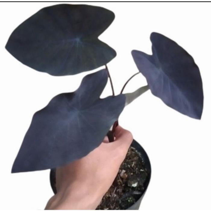 ( BISA COD ) PROMO Caladium Alocasia Black Magic / Tanaman Hias Keladi Alokasia Hitam / Tanaman Hidu