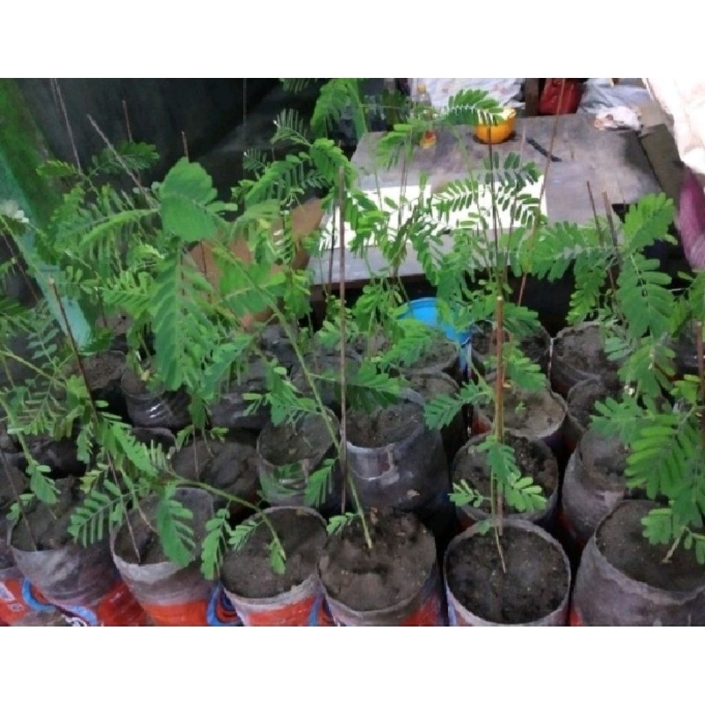 JAMIN MURAH Bunga Turi kencana atau Turi kuning harga/dompol (kami juga menjual klentangkering, bibi