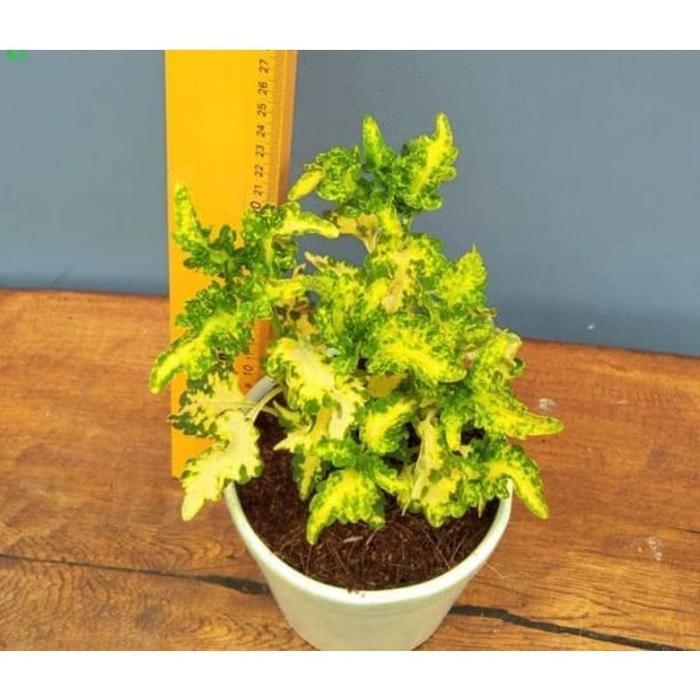 TERMURAH Tanaman Hias Miana Ekor Naga / Bunga Hias Miana Ekor Naga / Tanaman Hidup Miana Ekor Naga -