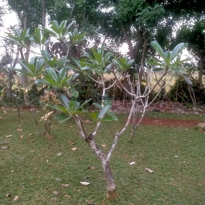 tanaman pohon Kamboja Bali /Kamboja bunga putih