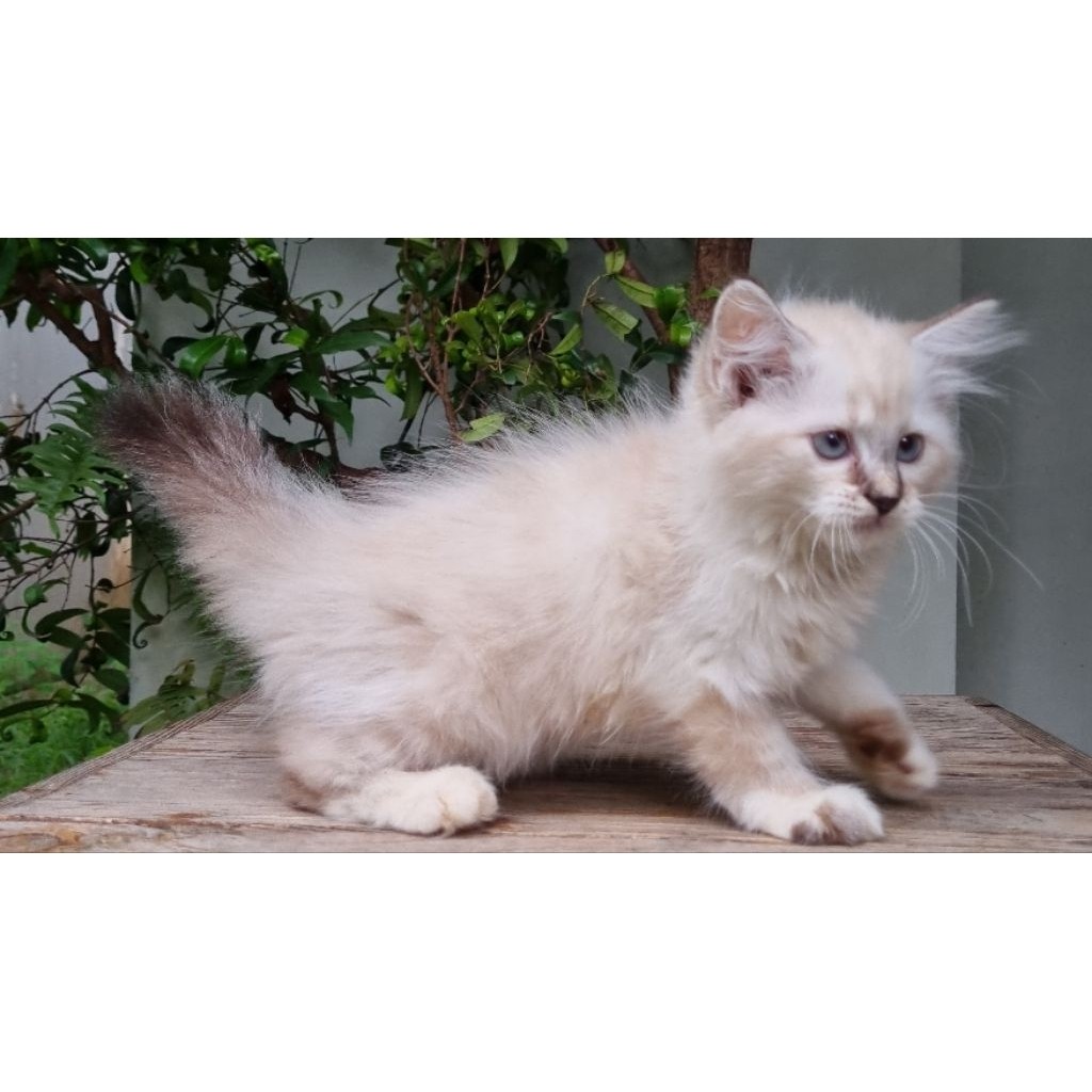 KUCING PERSIA MEDIUM BETINA 2 BULAN HIMALAYA LYNX POINT