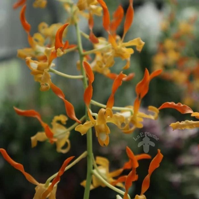 Anggrek Dendrobium Tangerinum Papua - Tanaman Hias Sehat dengan Daun 5/8 Lembar dan Akar Tidak Berja