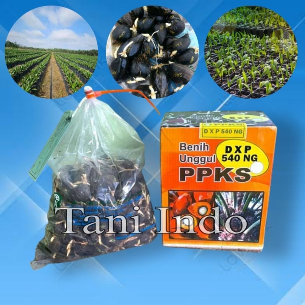bibit sawit unggul ppks 540 NG asli medan
