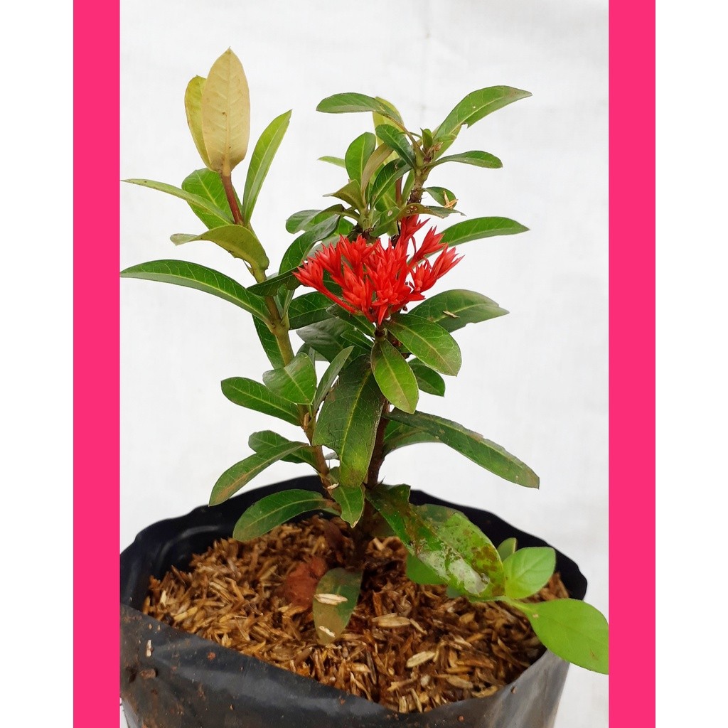 Tanaman hias Soka india bunga merah/Tanaman Hias soka/ pohon soka merah
