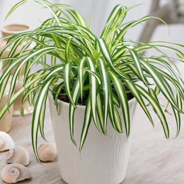 tanaman hias gantung rimbun - lily paris hawai rimbun tanaman indoor liliy paris hawai rimbun