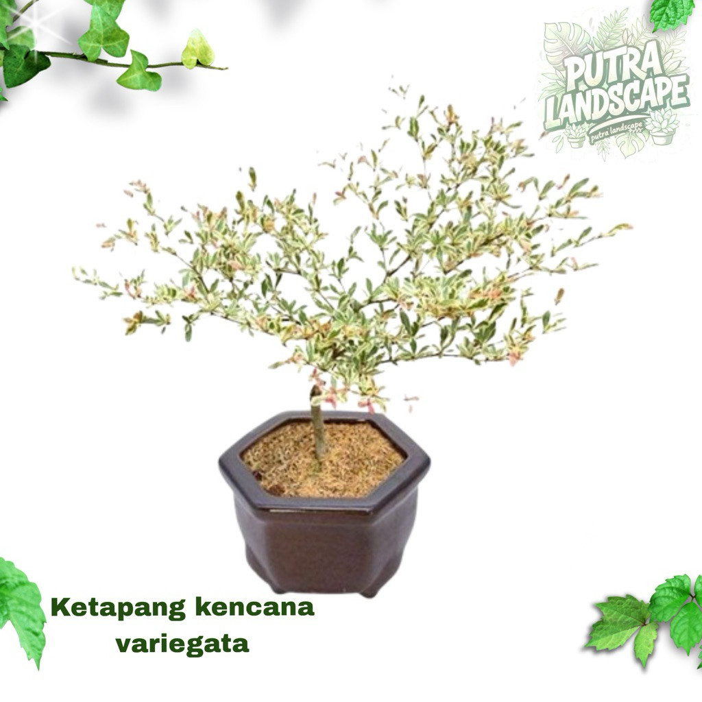 tanaman hias ketapang kencana variegata ukuran 1 meter / ketapang kencana 1 mater variegata