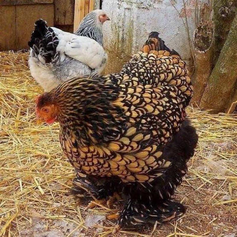 TELUR AYAM HIAS BRAHMA GOLD LACED UNTUK DI TETASKAN Lya_shopp20