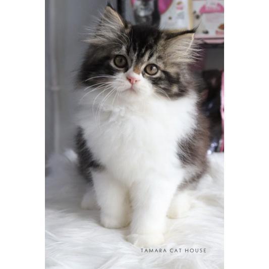 KUCING PERSIA MAINCOON NORWEGIAN BY TAMARA CAT HOUSE Berkualitas