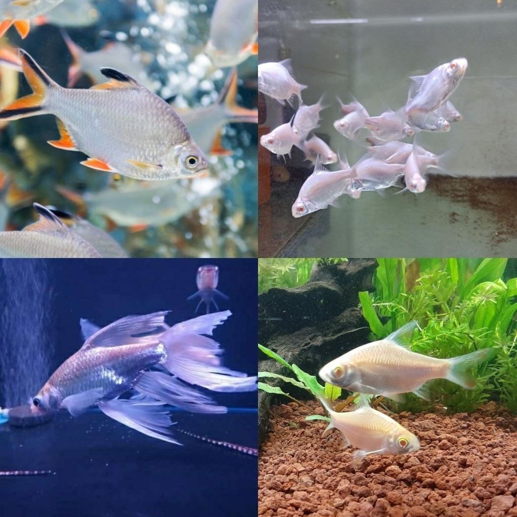 Ikan Hias Kaviat Bangkok uk 6-8 cm Kaviat Albino Kaviat Platinum Kaviat Slayer Hiasan Aquarium berku